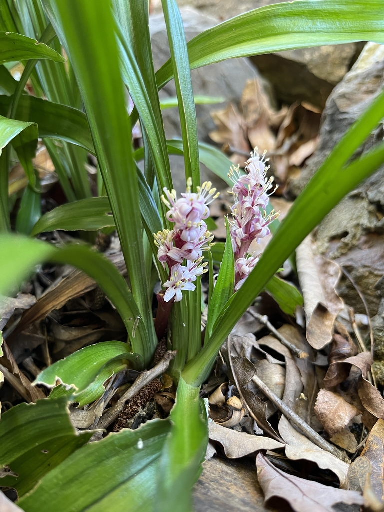 Form in bloom