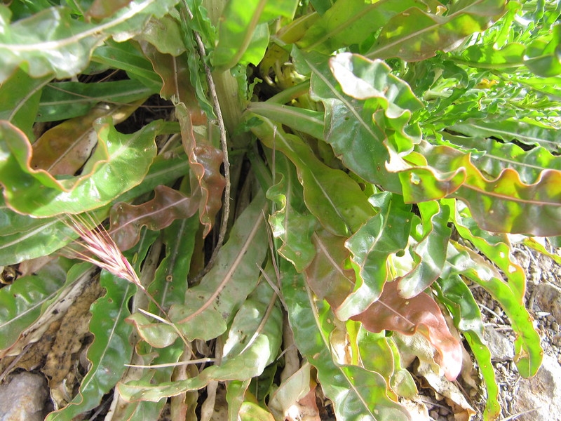 Rosette plant with large strappy leaves