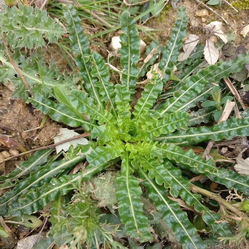 First-year rosette with strappy leaves with undulate margins.