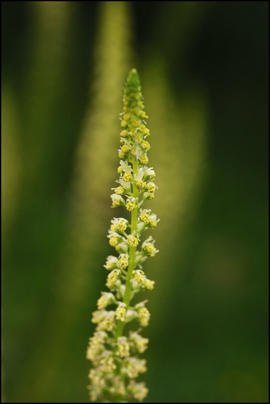 Close-up of spike of small, yellowish green flowers.
