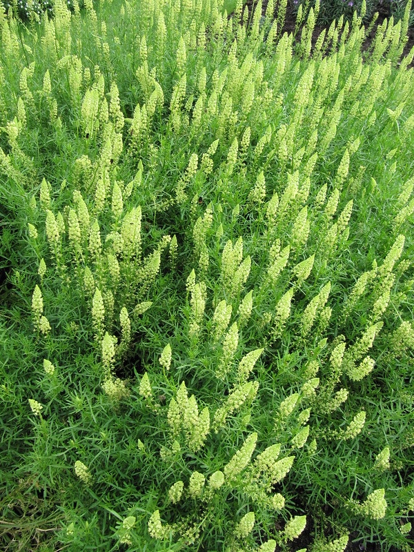 Masses of plants with spikes of small, yellowish green flowers.