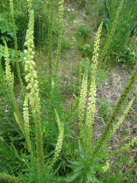 Plants with spikes of small, yellowish green flowers.