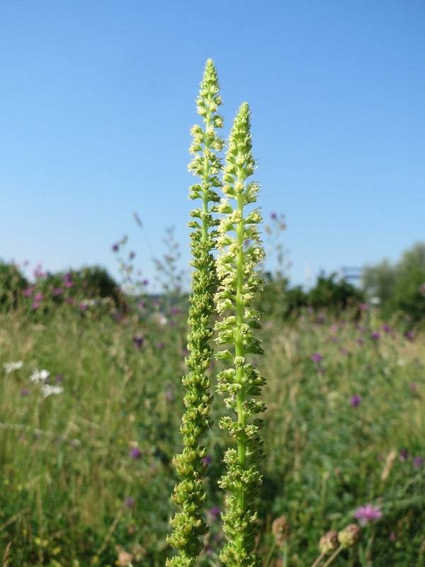 Two spikes of small yellowish-green flowers.