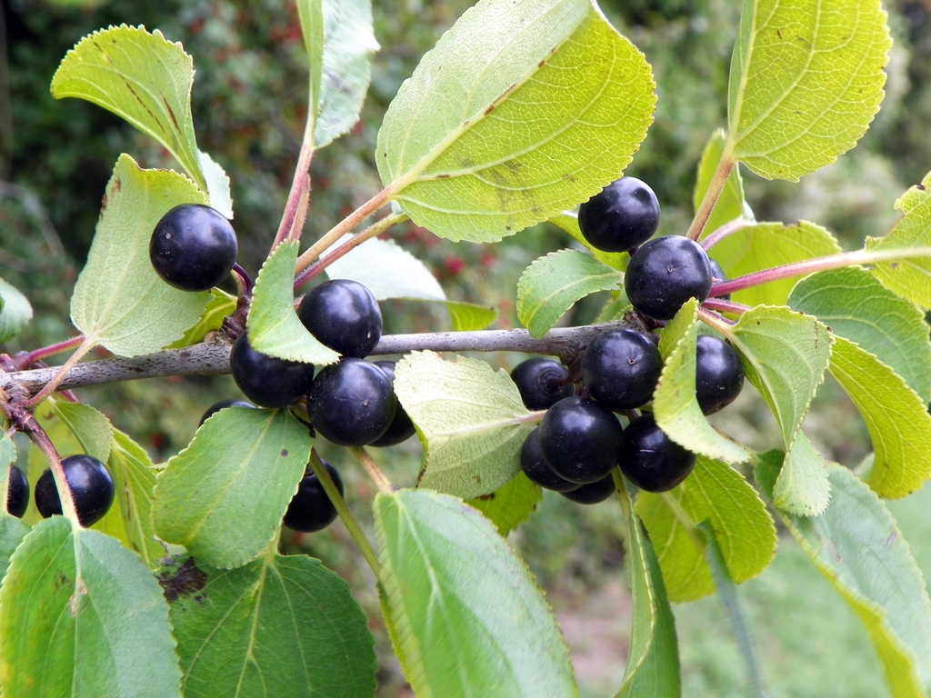 Purple drupes