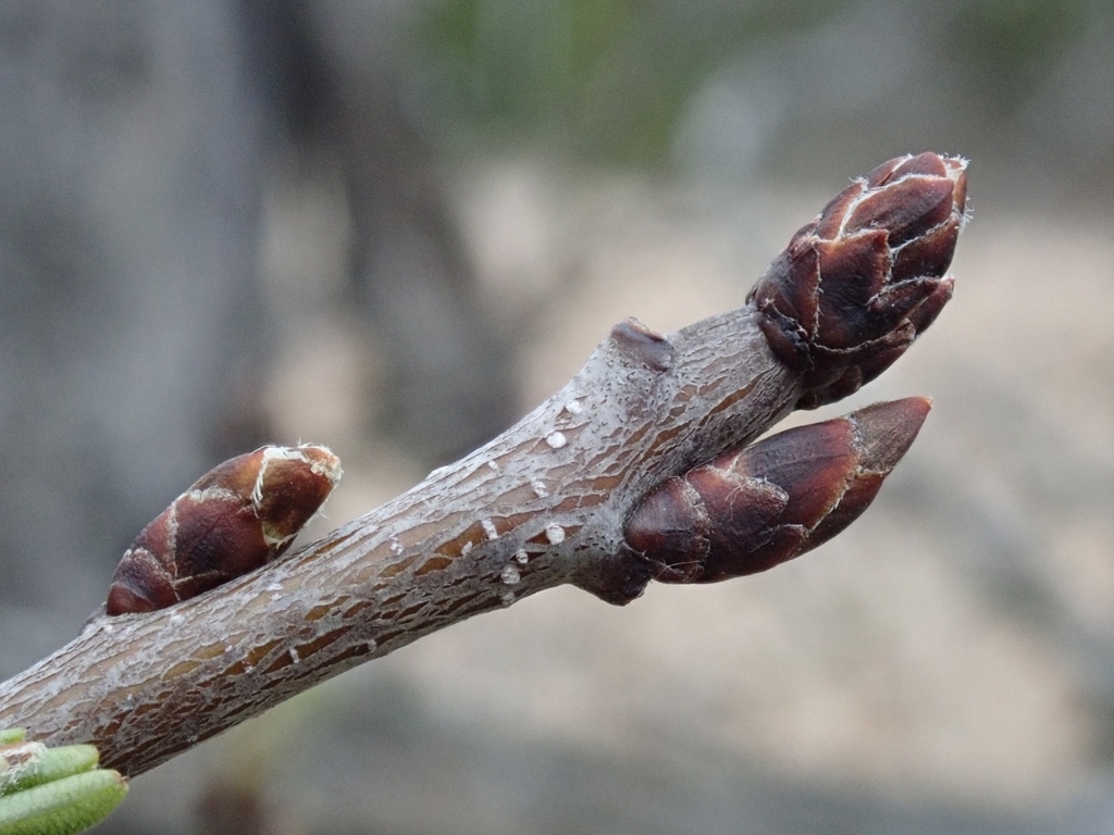 End and stem bud