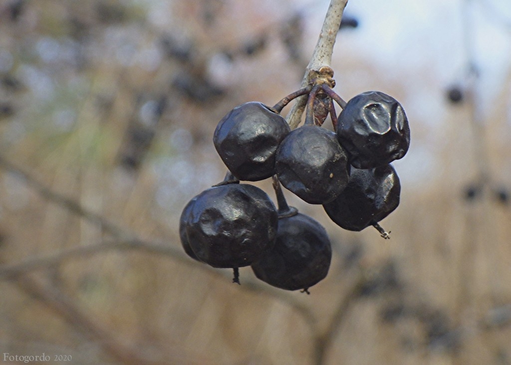Fruits in winter