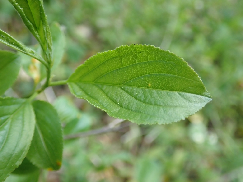 Leaf detail