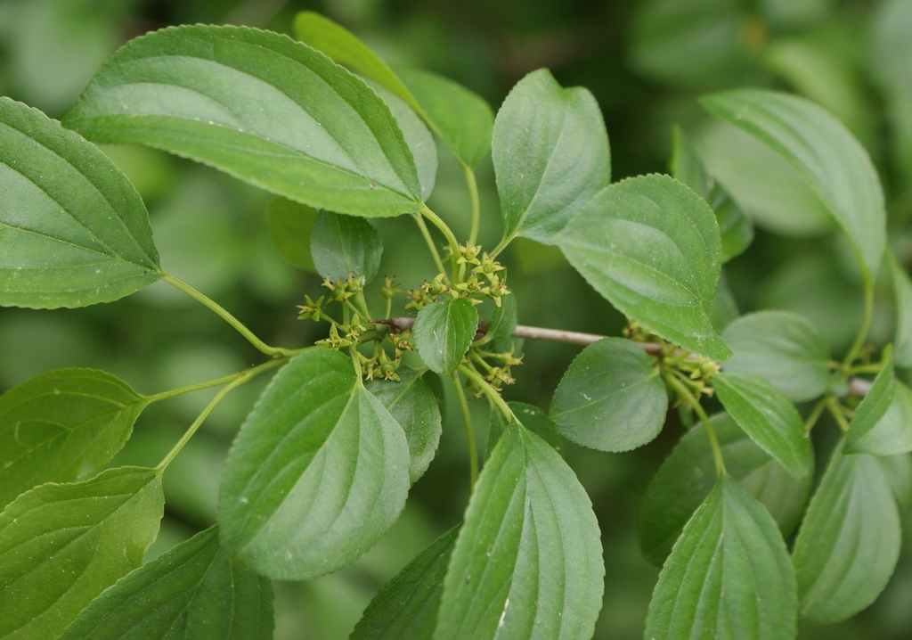 Leaves and flowers