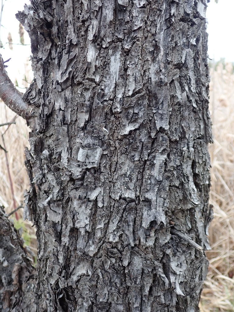 Mature bark