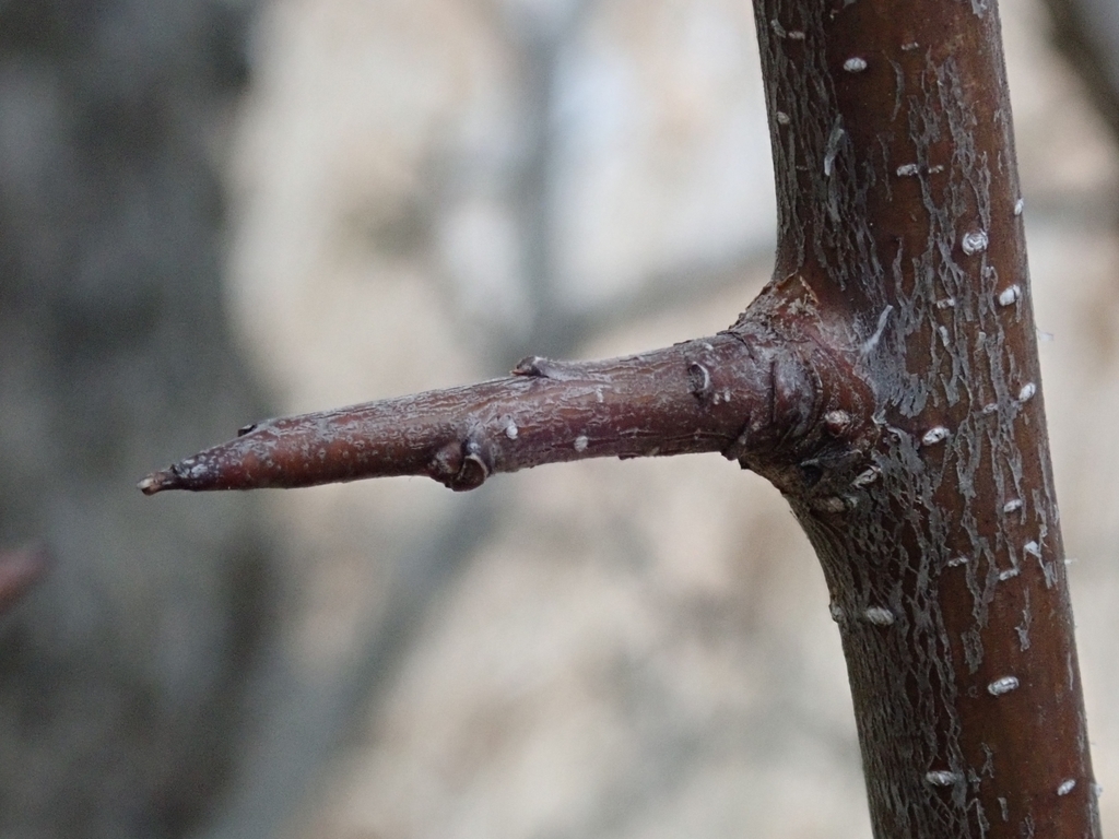 Thorn on stem
