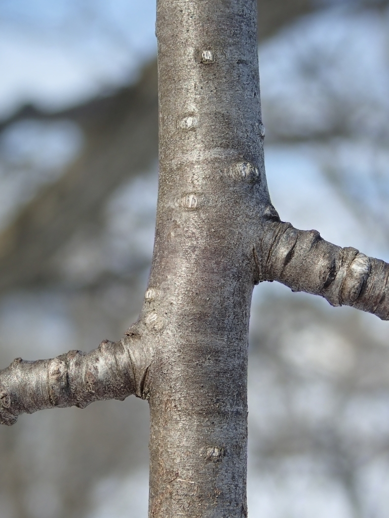 Stem and lenticels