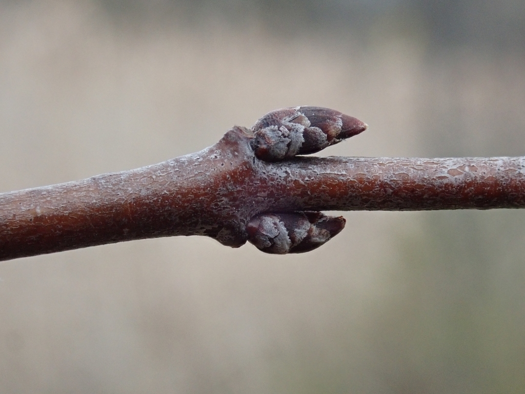 Stem buds