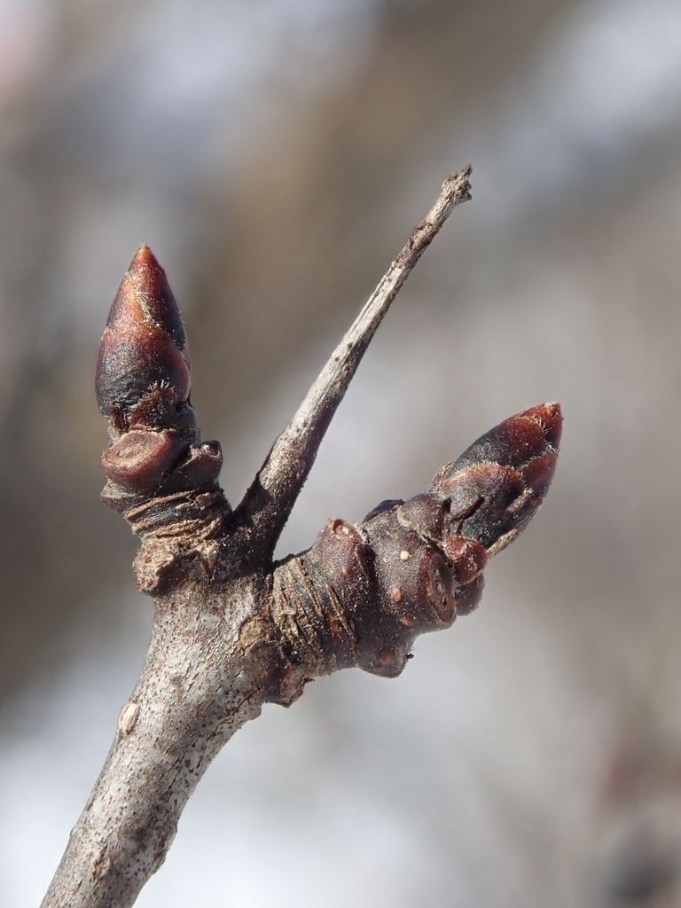 Thorn and 2 buds