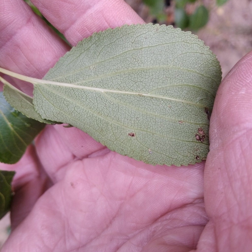 Underside of leaf
