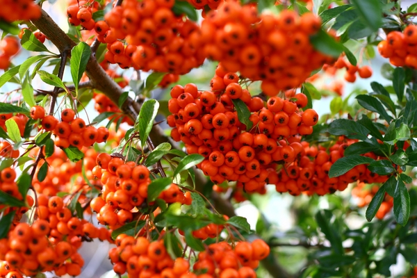 Pyracantha x 'Mohave'