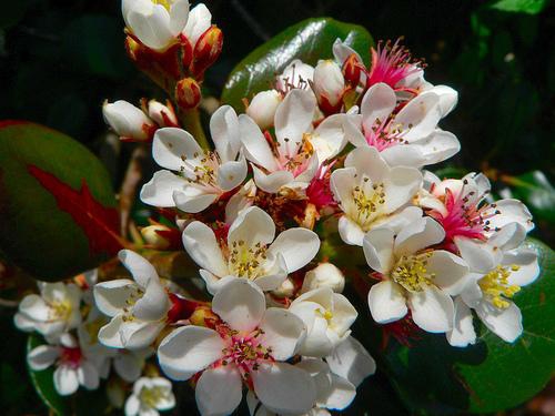 Cluster of white flowers with showy stamens that turn red.