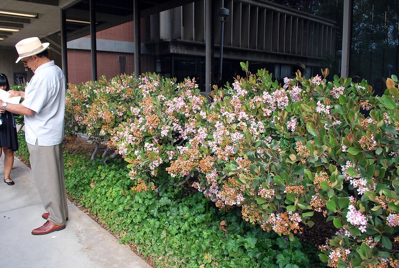 Hedge with clusters of pale pink flowers.