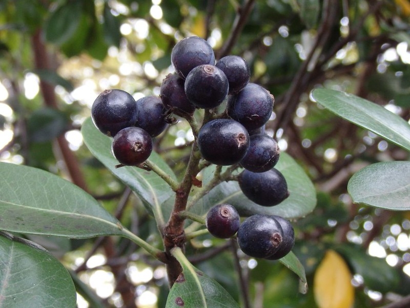 Dark blue berries in a cluster
