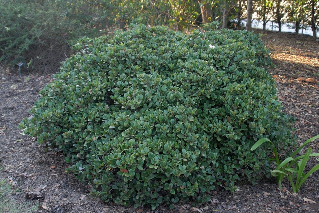 Rounded, dense shrub.