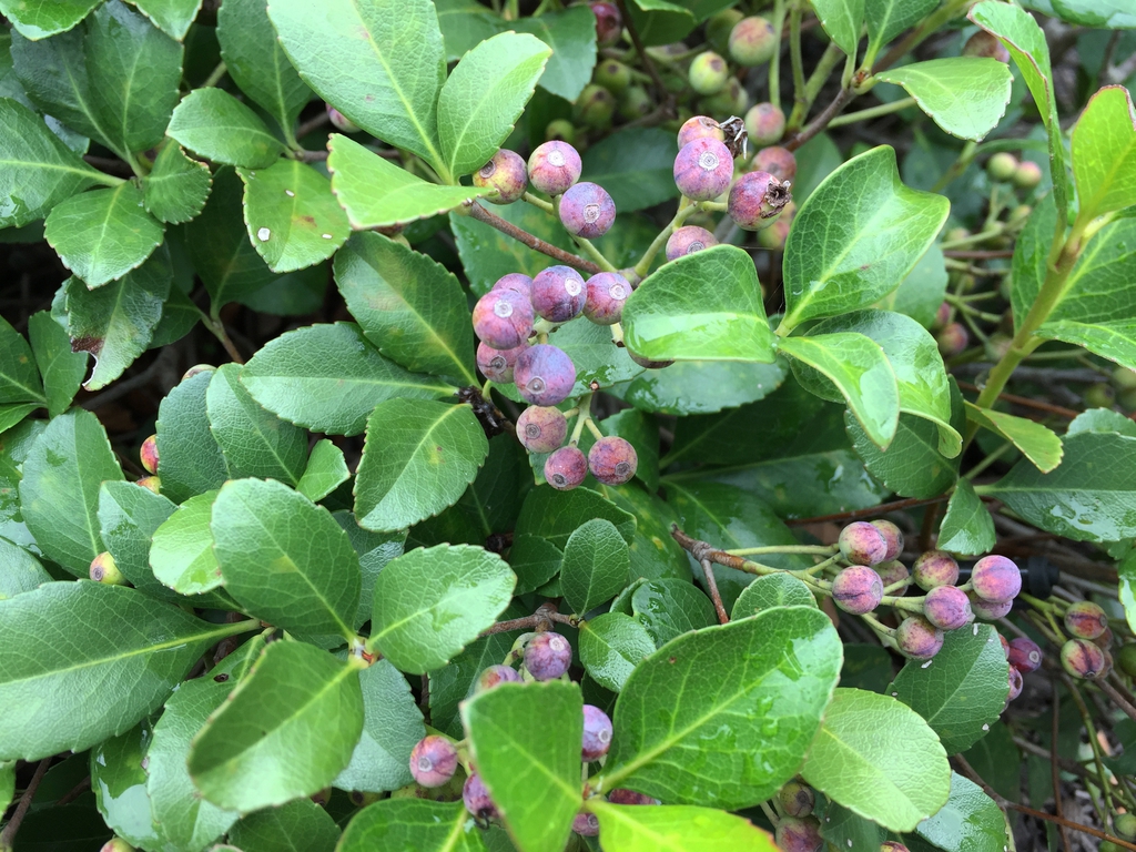 Ovate, slightly serrate leaves & clusters of dark blue berries.