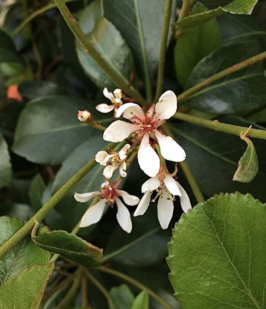 Cluster of white flowers with dark pink stamens.