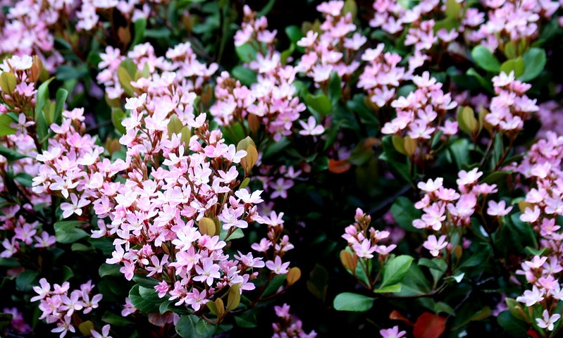 Clusters of pink flowers.