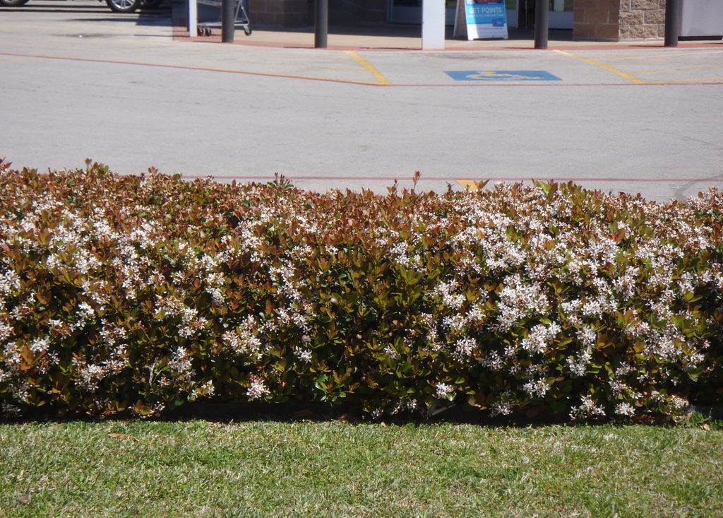 Low hedge with bronzy leaves & clusters of white flowers.
