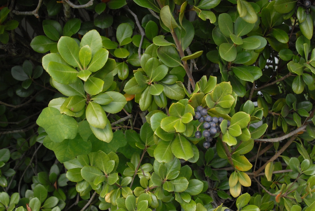 Ovate, slightly serrate leaves & clusters of dark blue berries.