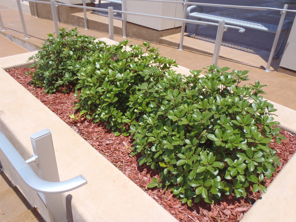 A planter with 3 small, low mounding shrubs.