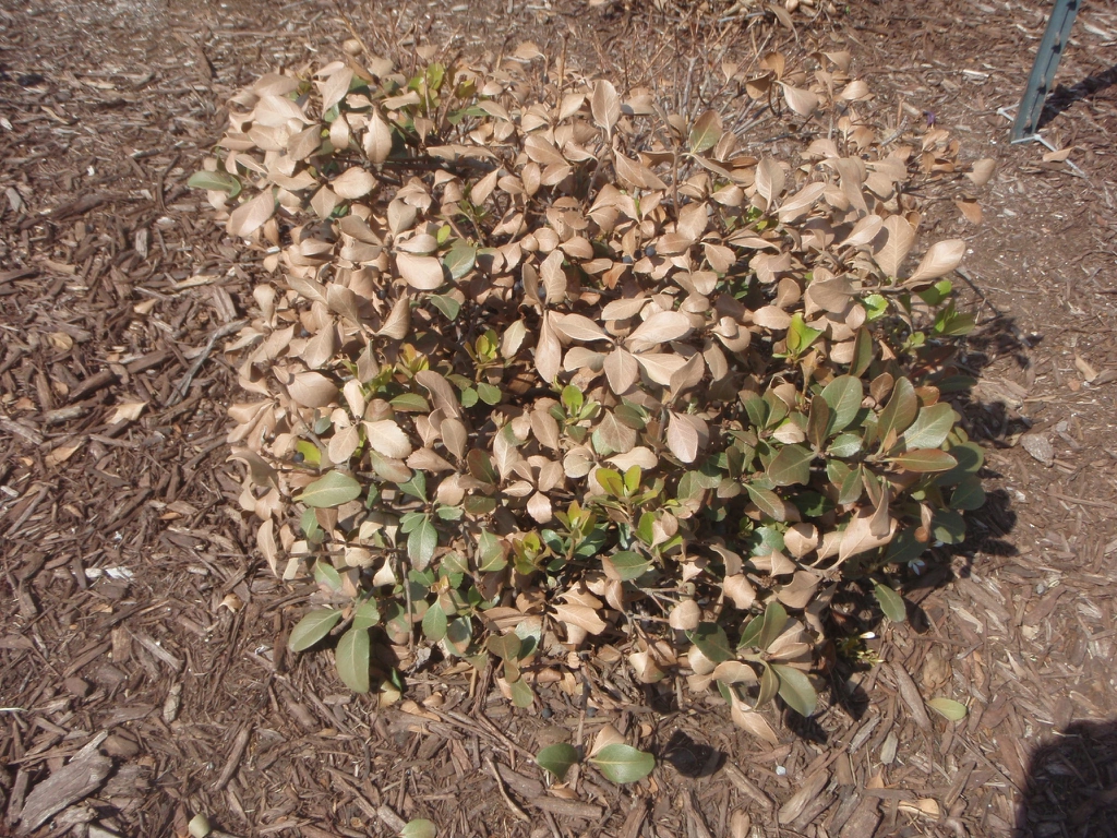 Rounded, dense shrub with brown, dried leaves.