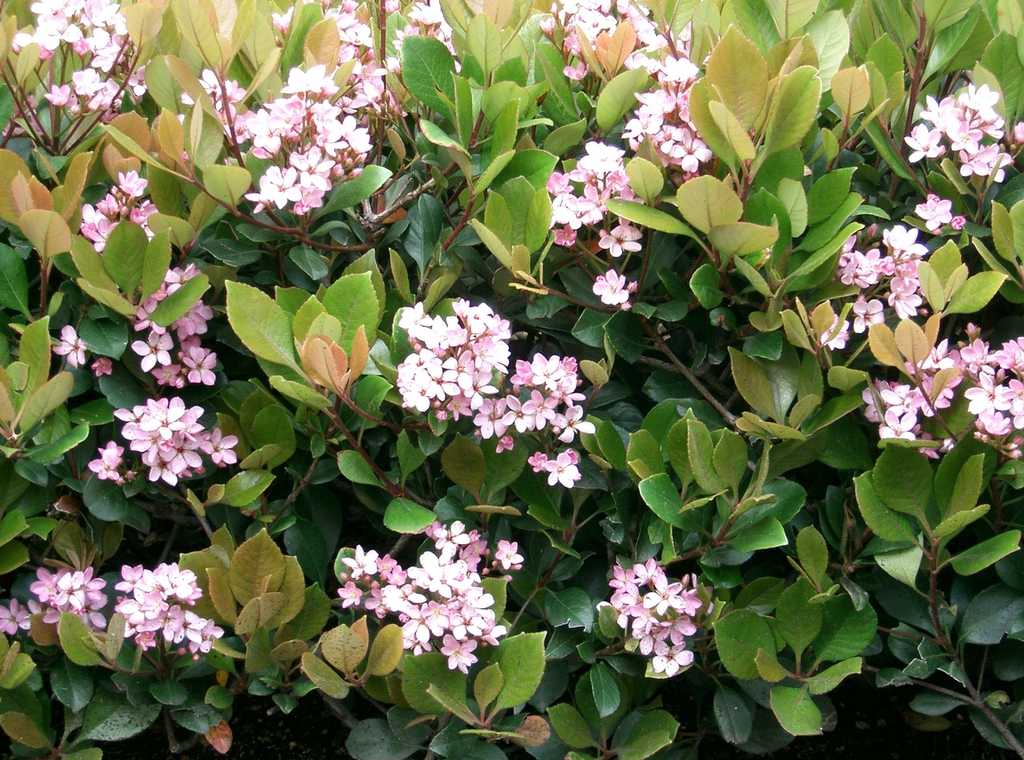 Flowers of 'Enchantress'