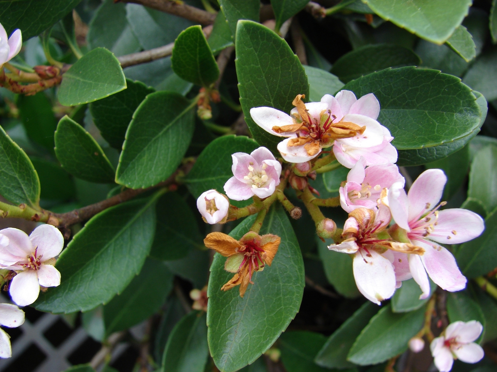 Flowers and leaves of 'Enchantress'