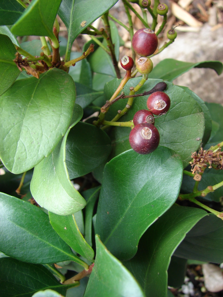 Fruit and leaves