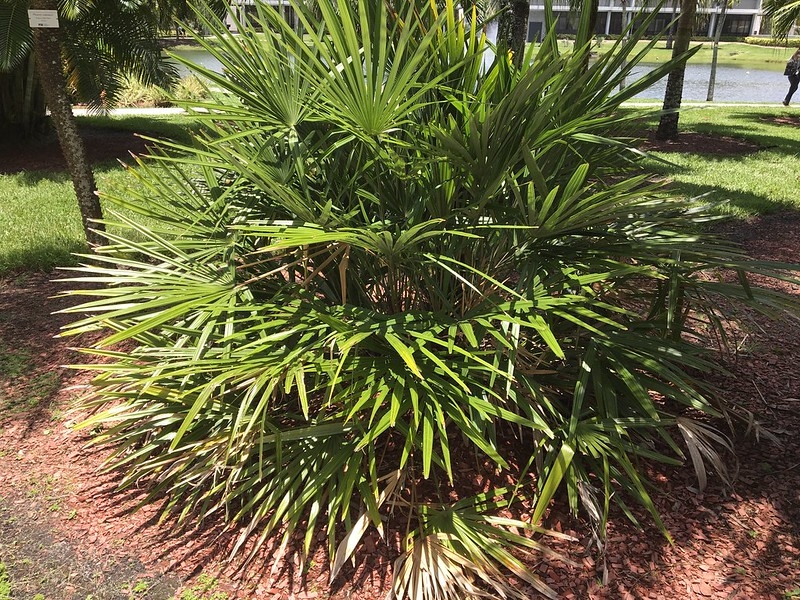 A shrub forming a mound of palmate leaves.