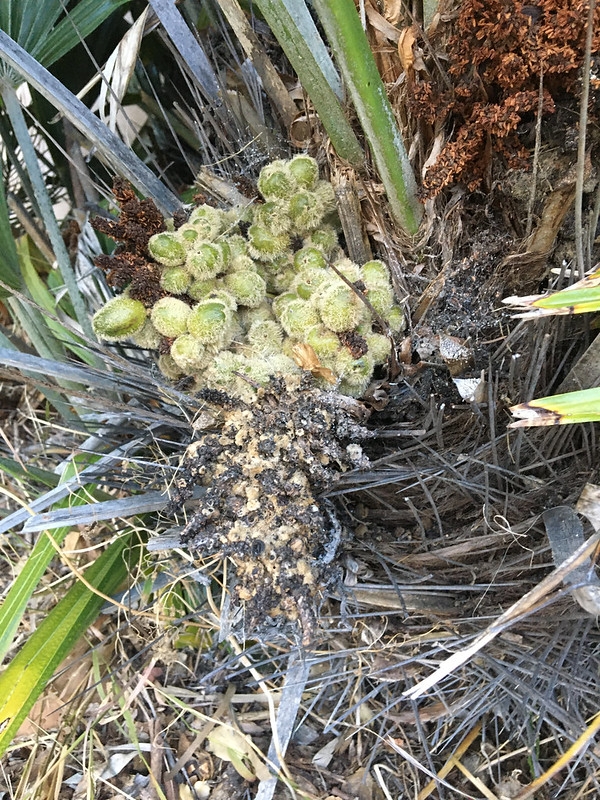 Cluster of fruits. Olive-shaped, green, with surface fuzz.