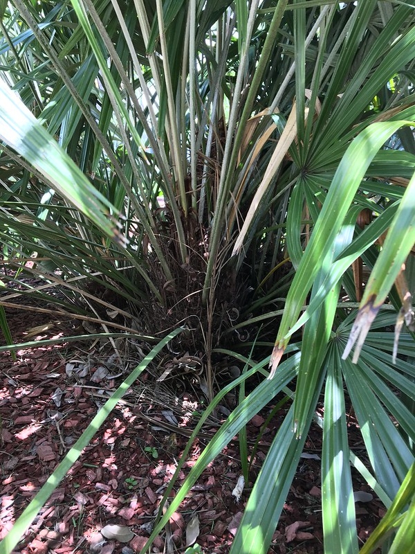 Leaf bases with long, erect, black needle-like spines.