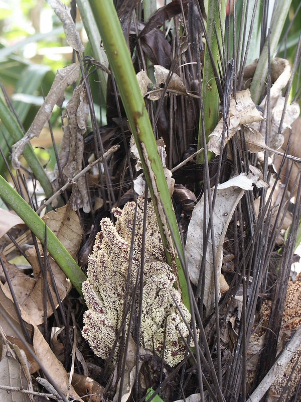 Cluster of small, white flowers among needle-like spines.