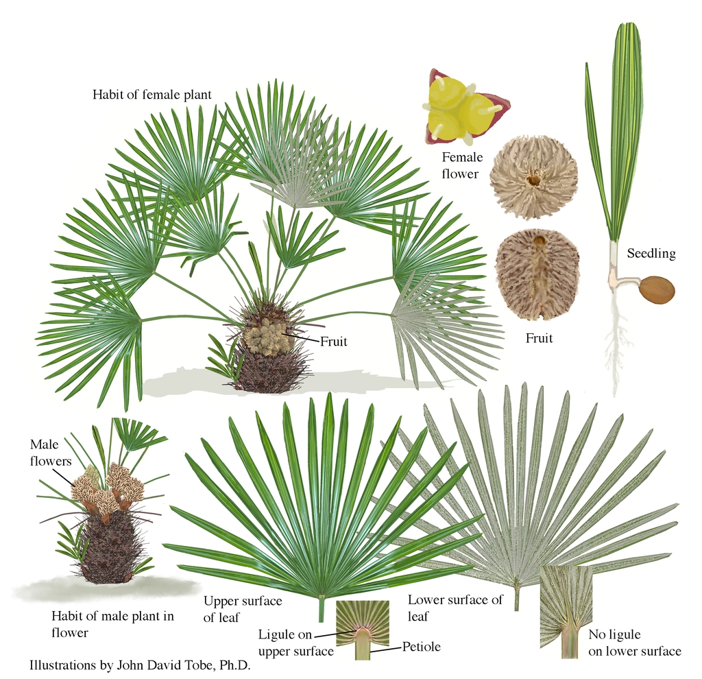 Color illustrations of the technical details of this species.