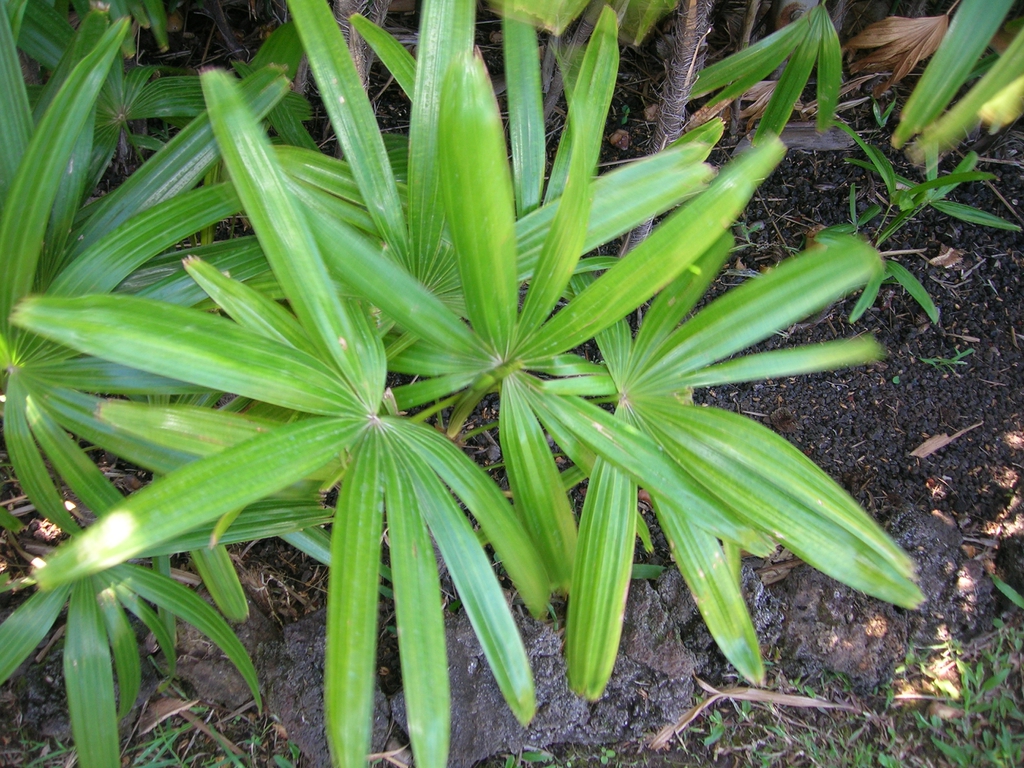 Leaves