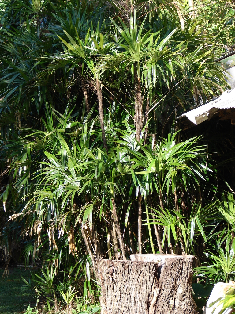 Native habitat