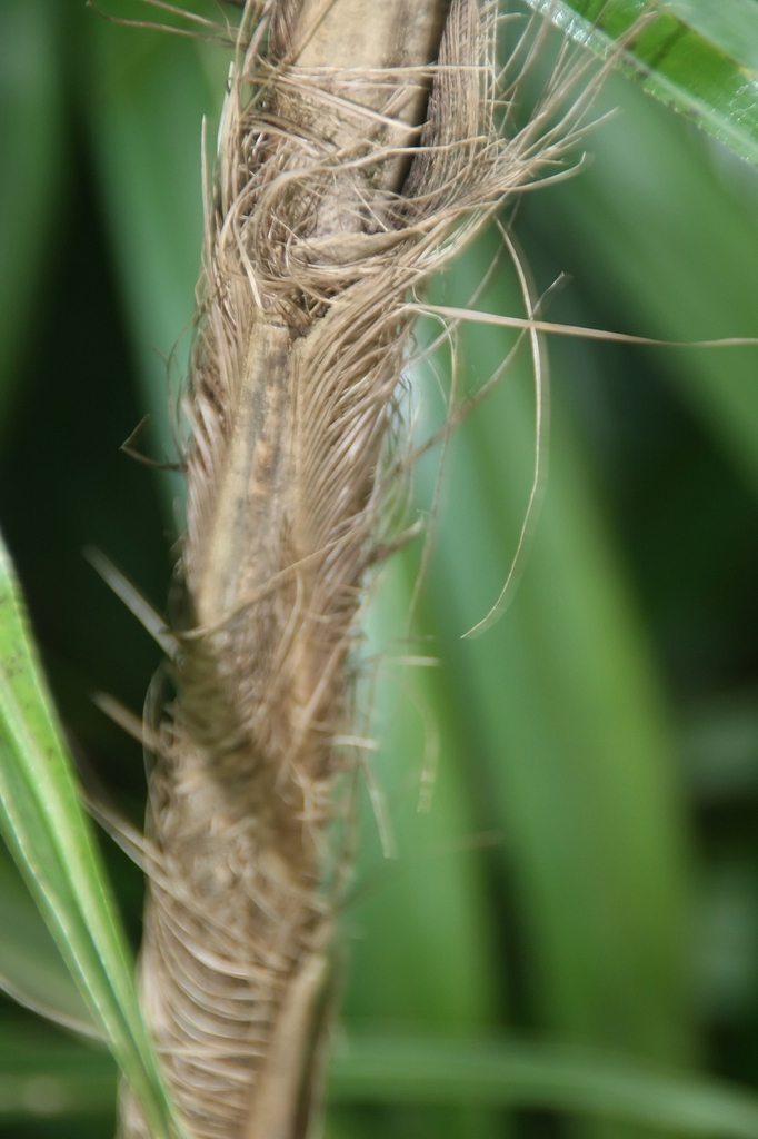 stem