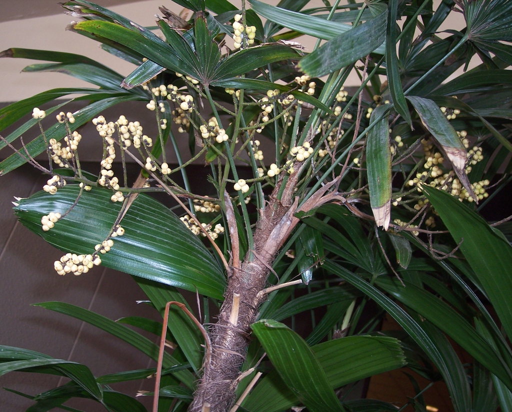Panicle bearing small white fruits