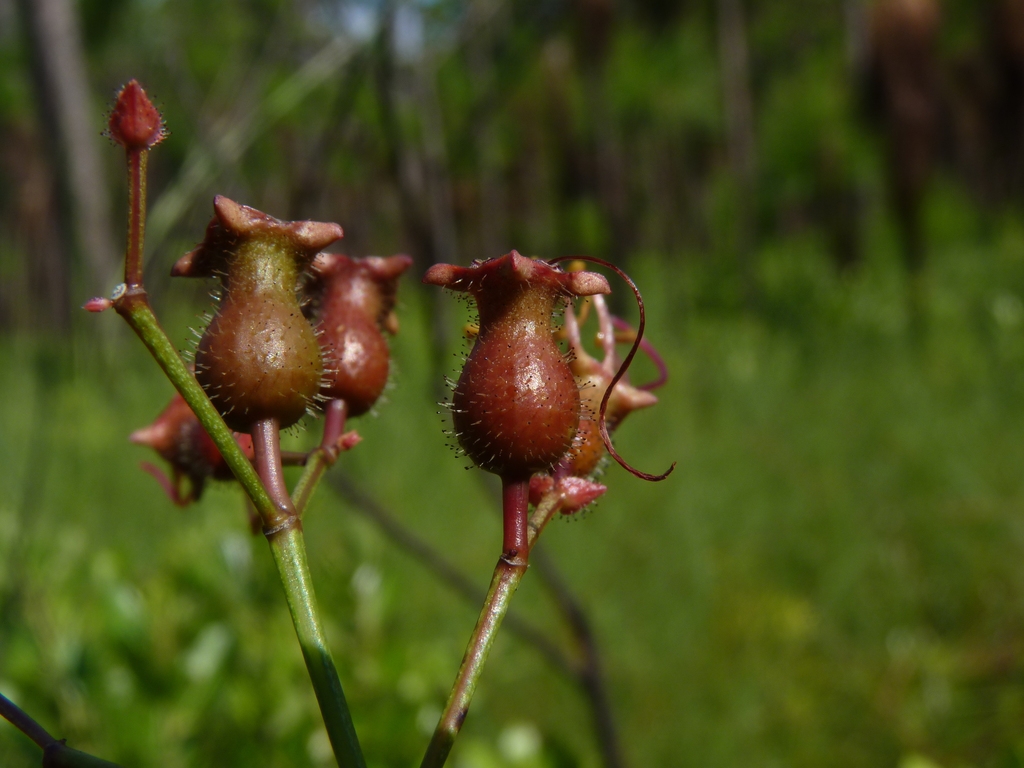 Fruit