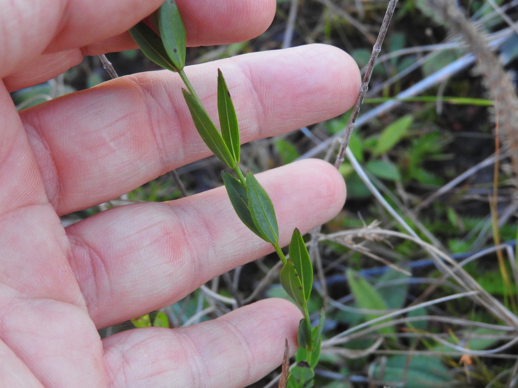 Leaves