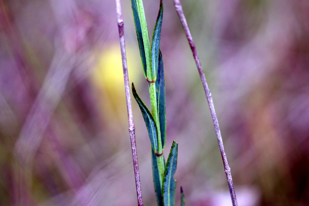 Stems and leaves