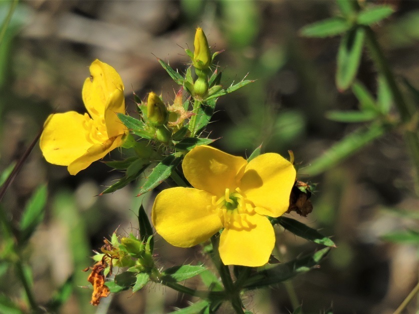 Flowers and buds
