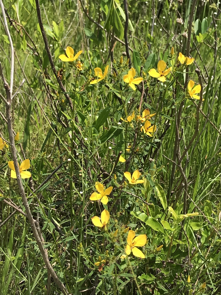 Native habitat
