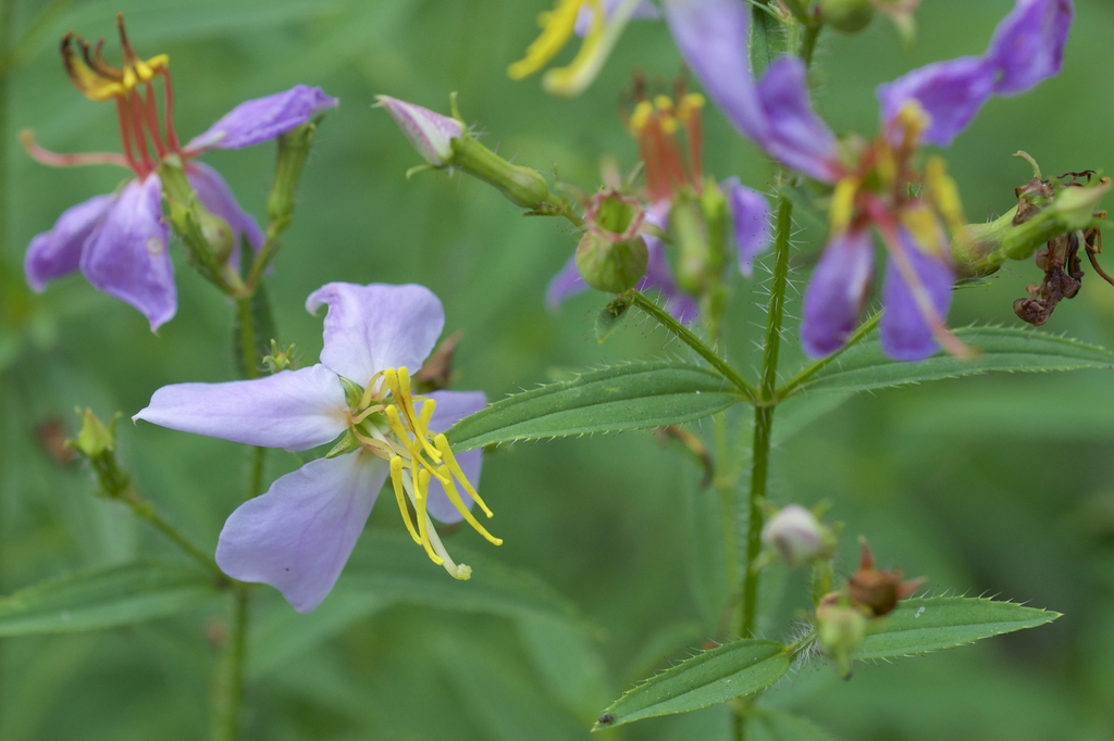 Rhexia mariana flowers