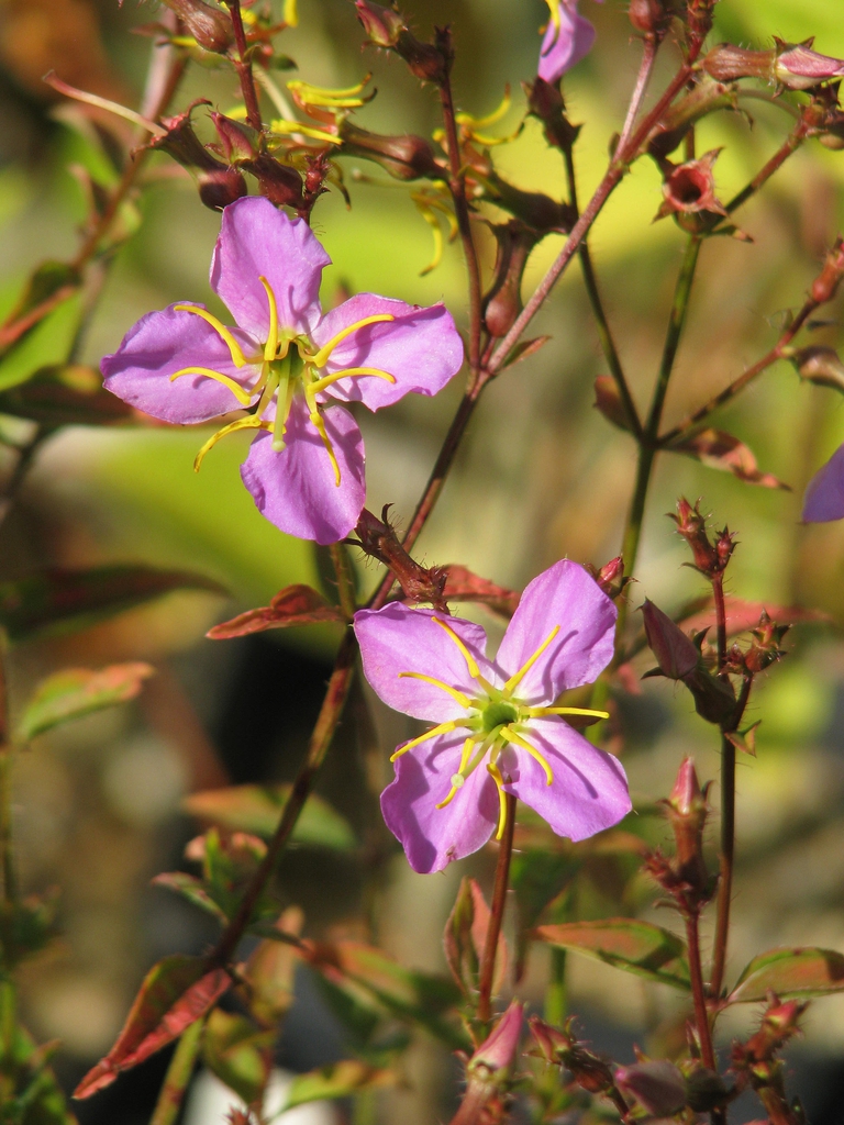 Rhexia mariana flower