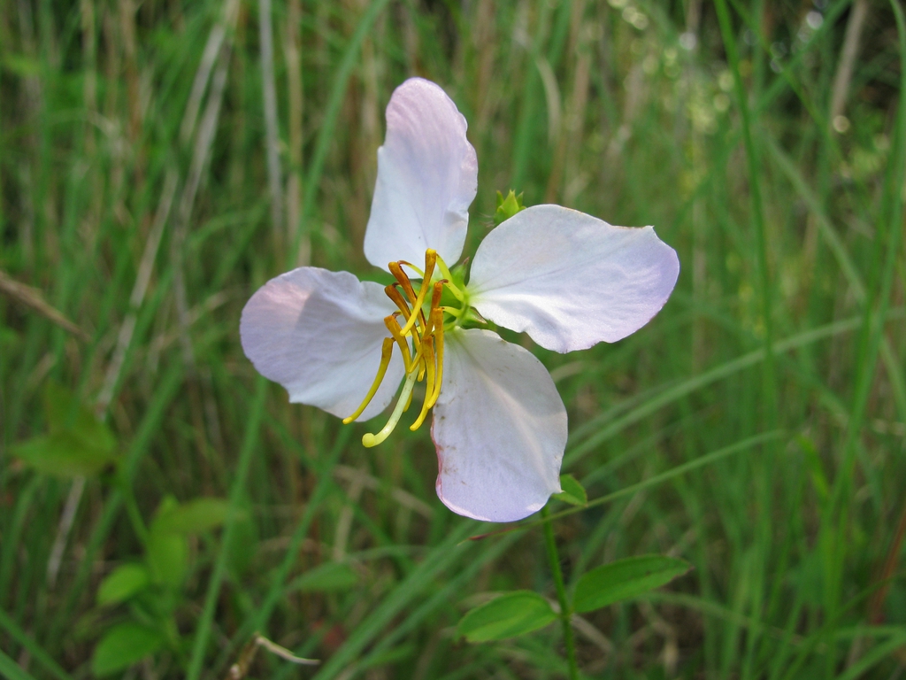 Rhexia mariana flower